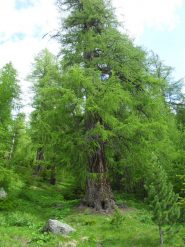 l'imponenza dell'albero secolare visibile dalla poderale al bivio col sentierino