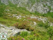 fioritura di rododendri