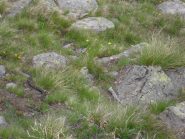 incontro ravvicinato con la vipera prima del lago
