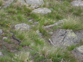 incontro ravvicinato con la vipera prima del lago