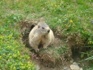 Una marmotta molto socievole