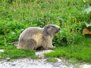 Marmotta