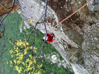 il bosco 