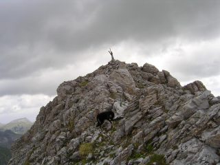Ultime zampate prima della vetta del Savi...