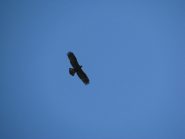 Aquila in volo