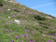 Fioritura sulla via di salita