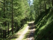 salita nel fresco del bosco
