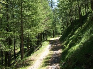 salita nel fresco del bosco