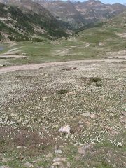 Fioritura magnifica