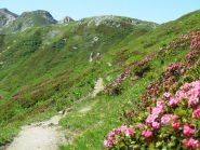 praterie di rododendri verso il colletto