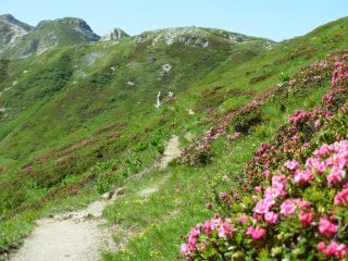 praterie di rododendri verso il colletto