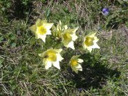 anemoni