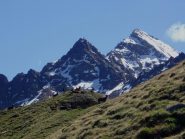 stambecchi e sullo sfondo becca di nona ed emilus