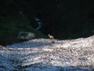 giovani cervi sulla enorme valanga di questa primavera