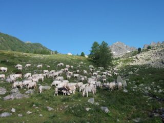 oggi sono arrivate anche loro!