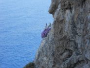 panorama da cartolina