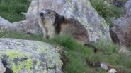 incontro con una bella marmotta..a pochi metri dal rifugio (24-6-2011)