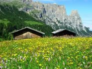 fioritura all'alpe di siusi - il sentiero di salita è ovviamente sulla sinistra