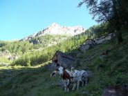 Alpe Corte Vecchia