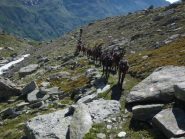 rigorosamente in fila indiana