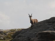 25 - custode del rifugio turno infrasettimanale