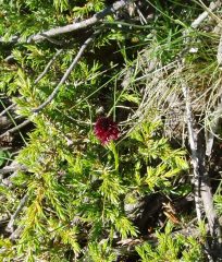 nigritella