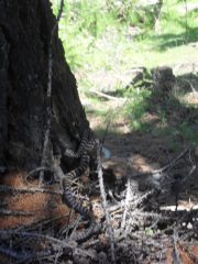 vipera su pianta ed in allerta....