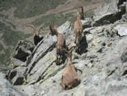 se ne stanno tranquilli in santa pace....