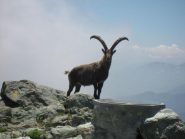 sorpresa in cima, e non e' una statua !!