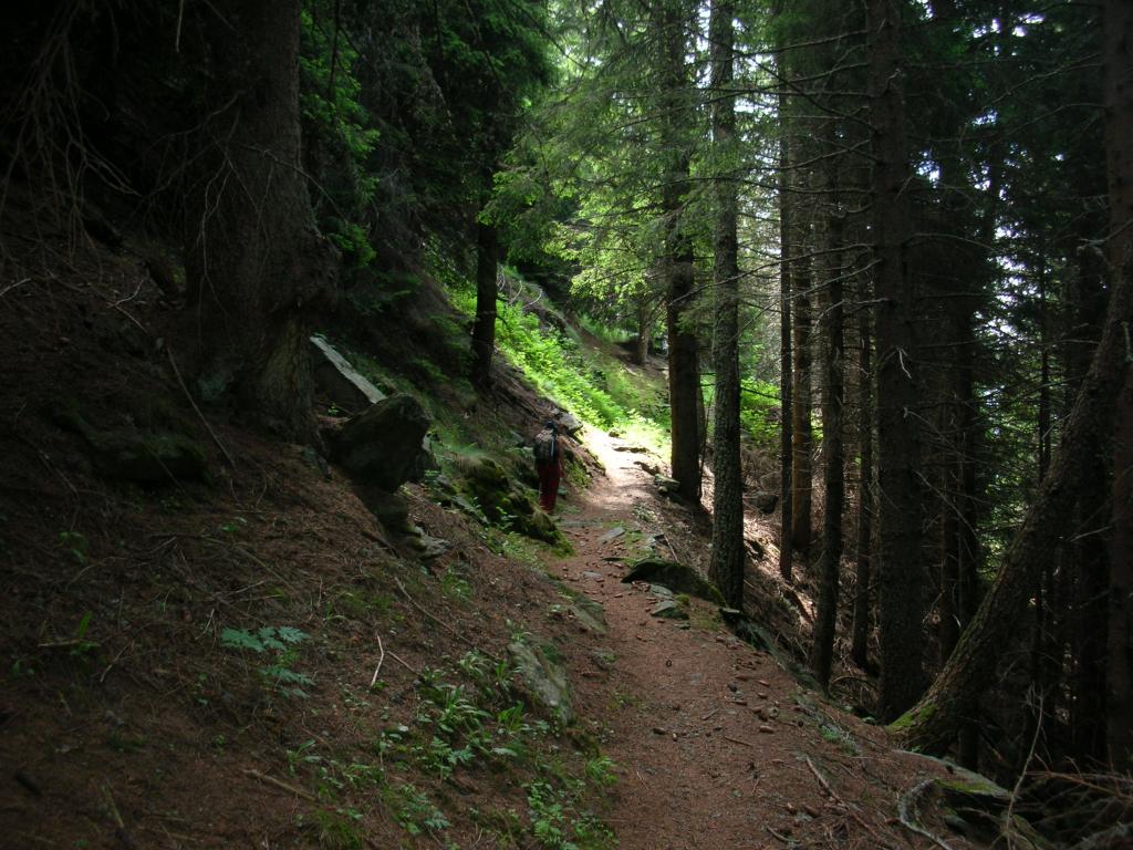 nel bosco