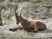 nei pressi del Remondino