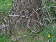 Grossa vipera