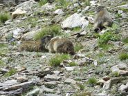 Marmotte poco prima del rifugio Claudio e Bruno