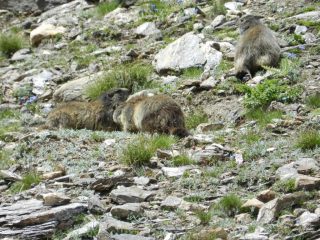 Marmotte poco prima del rifugio Claudio e Bruno