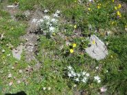 stelle alpine