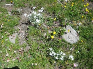stelle alpine