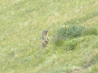 Simpatica marmotta