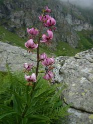 fioritura spettacolo