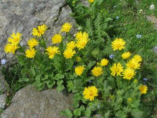 Arnica al Lago morto