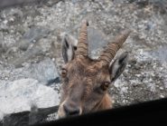 05 - ...controllato a vista dalla mamma