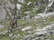 imponente stambecco nella pietraia  sovrastante il lago...