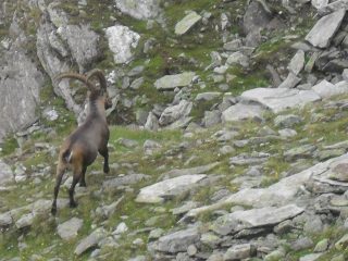imponente stambecco nella pietraia  sovrastante il lago...