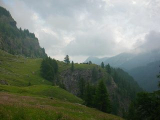 Mucche spericolate in lontananza