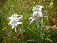 dove passano poche persone le stelle alpine si possono ancora vedere