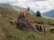 capre in allenamento