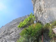 Il terribile cespuglio