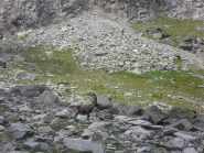 Stambecco in posa....