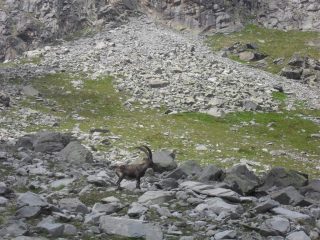 Stambecco in posa....