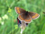 Le inseguo sempre, come da piccola