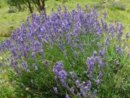 Lavanda
